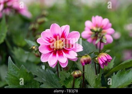 Primo piano di Dahlia 'Amazzoni' (Dahlia 'Amazzone') fiorito in un giardino inglese, Inghilterra, Regno Unito Foto Stock