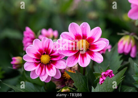 Primo piano di Dahlia 'Amazzoni' (Dahlia 'Amazzone') fiorito in un giardino inglese, Inghilterra, Regno Unito Foto Stock