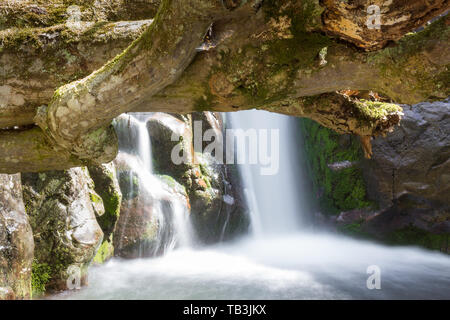 Vista ravvicinata di una base di una pittoresca cascata con moto sfocata acqua e ruscelli incorniciato da sopra con un ramo di un vecchio albero coperto da moss Foto Stock
