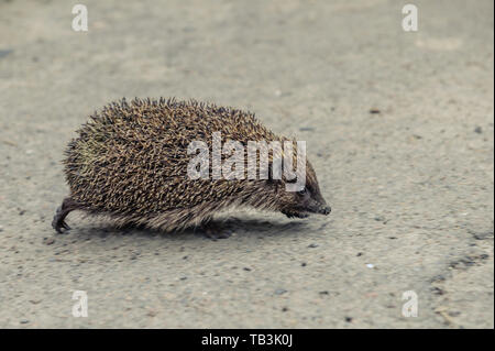 Riccio in esecuzione su asfalto. hedgehog animale sul marciapiede Foto Stock