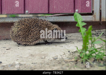 Riccio in esecuzione su asfalto. hedgehog animale sul marciapiede Foto Stock