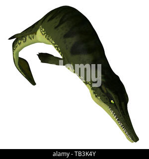 Metriorhynchus rettile Diving - Metriorhynchus era un carnivoro di rettili acquatici che visse durante il Giurassico dell'Europa. Foto Stock