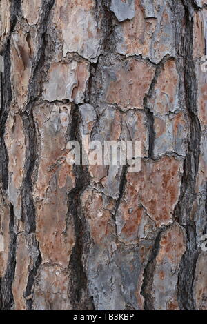 Corteccia di un vecchio albero sempreverde Foto Stock