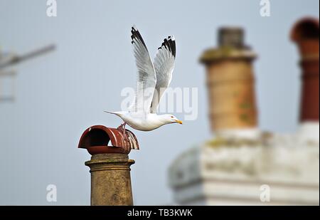 Aringa gull tenendo ala da camino Foto Stock