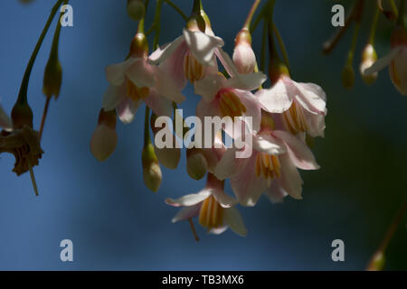 Primo piano del giapponese Snowbell fiorisce con cielo blu sullo sfondo Foto Stock