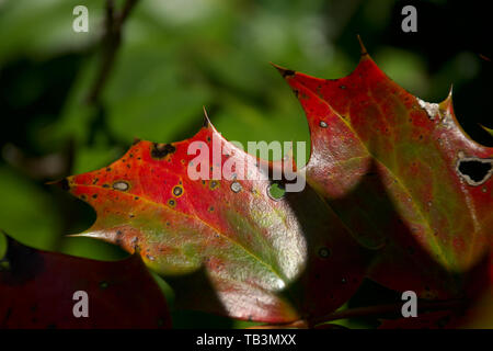 Primo piano di colore arancione e rosso Holly foglie con profondità di campo Foto Stock