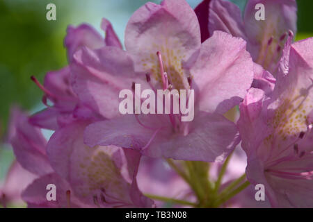 Vista dettagliata del rododendro Grandiflorum blossom Foto Stock