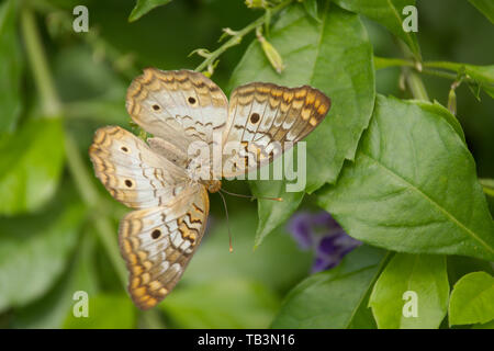 White farfalla pavone su una foglia verde Foto Stock