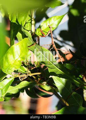 Insetto di Mantide in preghiera su una foglia nel verde giardino Foto Stock