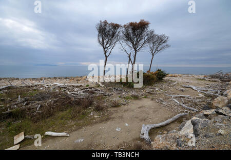 Vista panoramica della costa selvaggia nel parco naturale della Maremma Toscana, Italia, con i suoi tronchi di alberi sulla riva, durante il sunrise Foto Stock