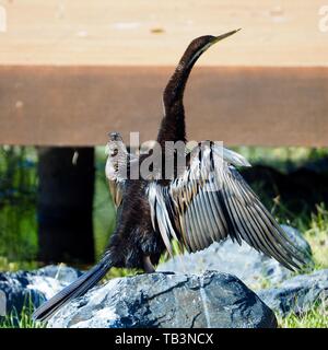 Australasian Darter Bird essiccamento è ali Foto Stock