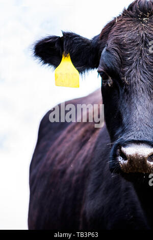 Angus cow METÀ FACCIA Foto Stock