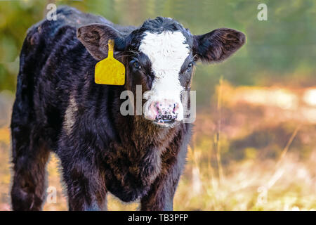 Nero-baldy Angus incroci di vitello con un orecchio giallo tag con sfondo sfocato e la zona vuota a destra Foto Stock