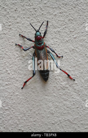 Schiuma Koppie Grasshopper, (Dictyophorus spumans), Sud Africa Foto Stock