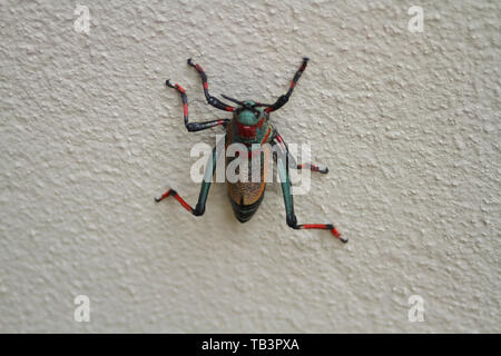 Schiuma Koppie Grasshopper, (Dictyophorus spumans), Sud Africa Foto Stock