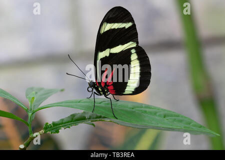 Hewitsons longwing (Heliconius hewitsoni), close-up della farfalla Foto Stock