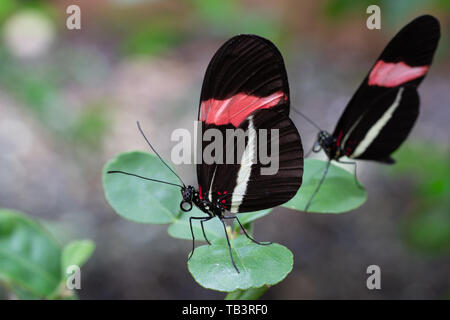 Il postino rossa (Heliconius erato), close-up della farfalla Foto Stock