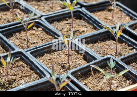 Vivaio di pomodoro - Solanacee - i germogli in plastica nera vassoi di germinazione. Foto Stock