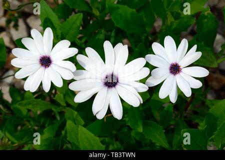 Osteospermum ecklonis cape marguerite Cape daisy daisy africana Sky e fiore di ghiaccio Foto Stock