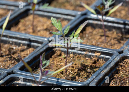 Vivaio di pomodoro - Solanacee - i germogli in plastica nera vassoi di germinazione. Foto Stock