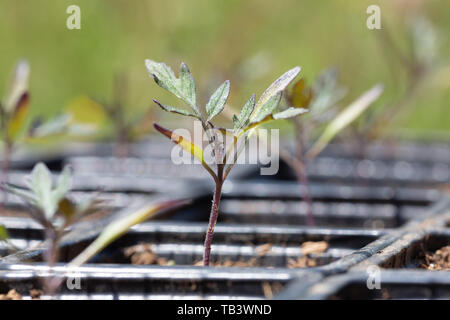 Vista laterale di un vivaio di pomodoro - Solanacee - i germogli in plastica nera vassoi di germinazione. Foto Stock