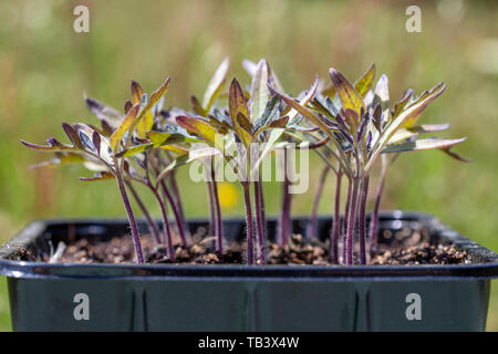 Vista laterale di un vivaio di pomodoro - Solanacee - i germogli in plastica nera vassoio di germinazione Foto Stock