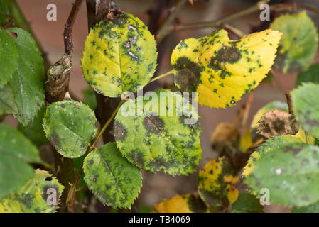 Macchia nera, Diplocarpon rosae, una malattia fungina su foglie di rose, Berkshire, può Foto Stock
