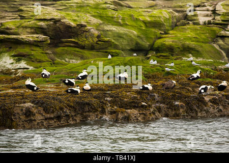 Le sterne artiche e Eider anatre su Coquet Isola di camminare sulla costa di Northumberland. Foto Stock