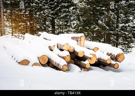 Pila di tronchi coperti di neve fresca in una foresta di montagna in inverno Foto Stock