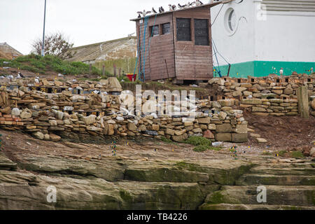 Coquet Isola di rambles sopra il Northumberland costa, è un RSPB bird reserve e casa di circa il 95% di tutti i riproduttori Sterne Roseate nel British è Foto Stock