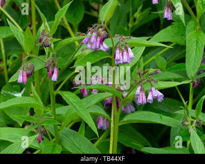 Comfrey russo - Symphytum x uplandicum Foto Stock