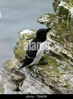 Guillemot a Bempton Cliffs Foto Stock