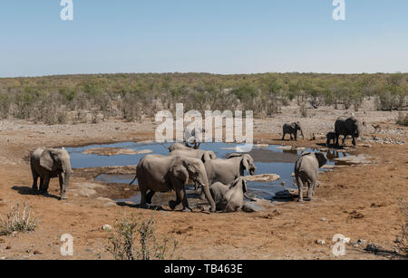 Gli elefanti bere alla Halali Waterhole, il Parco Nazionale di Etosha, Namibia. Foto Stock