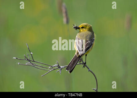Maschio Wagtail giallo- Motacilla flava con il cibo. La molla Foto Stock