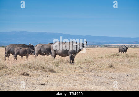 African buffalo (Syncerus caffer), parte di un piccolo allevamento Foto Stock