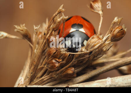 7-spot coccinella in appoggio sulla parte superiore del vecchio teste di seme di pianta. Tipperary, Irlanda Foto Stock