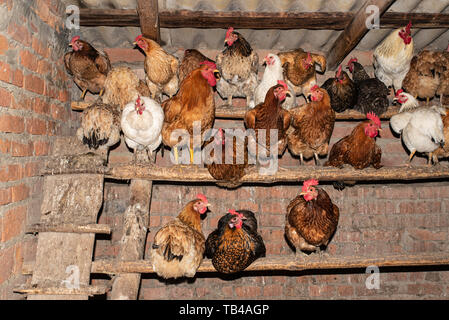 Polli nel pollaio, elettrodomestico. La vita nel villaggio Foto Stock