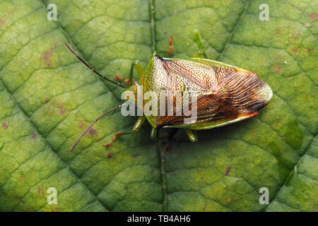 Vista dorsale di Betulla Shieldbug (Elasmostethus interstinctus) a riposo sul Rovo foglie. Tipperary, Irlanda Foto Stock