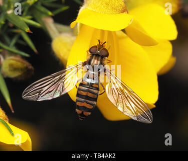 Episyrphus balteatus femmina hoverfly arroccato su gorse bush. Tipperary, Irlanda Foto Stock