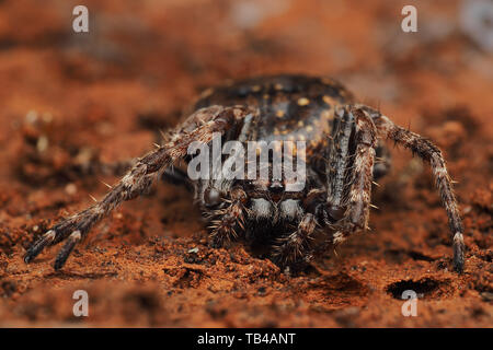 Vista frontale del Noce Orb-weaver spider (Nuctenea umbratica) di appoggio all'interno della corteccia di albero. Tipperary, Irlanda Foto Stock