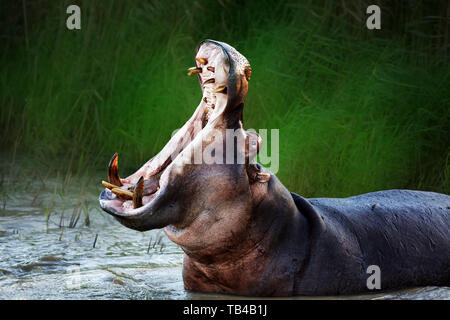 Arrabbiato ippopotamo visualizzando la posizione dominante in acqua con una bocca spalancata. Hippopotamus amphibius Foto Stock