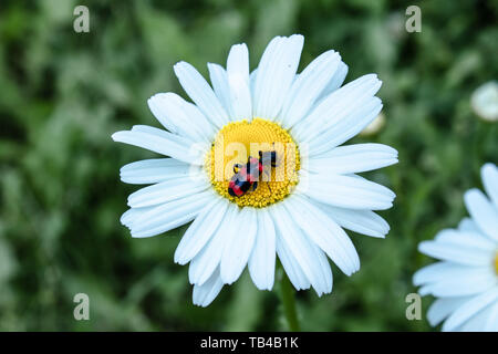 Beetle con ali di colore rosso su camomilla. Foto di un insetto su un Daisy bianca. Close-up. Foto Stock