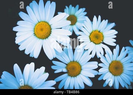 Un gruppo di Daisy bianca fiori. Close-up. Foto Stock