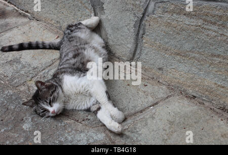 Bellissimo gioco tono su tono per un pelo di gatto grigio nella parte anteriore di un mosaico il muro di pietra Foto Stock