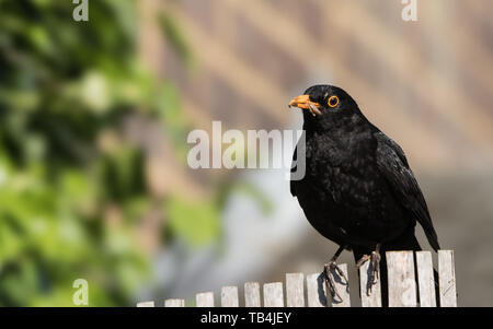 Maschio Blackbird, Turdus merula, arroccato su una recinzione al sole in un giardino britannico Foto Stock