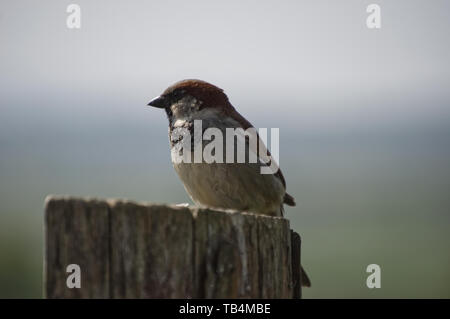 Maschio di casa passero seduta sul post Foto Stock