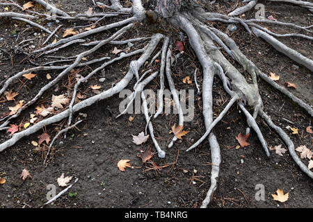 Vecchio albero esposta radici su sterrato con caduta foglie Foto Stock
