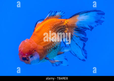 Oranda Goldfish (Carassius auratus) nuotare in acqua blu ambiente Foto Stock