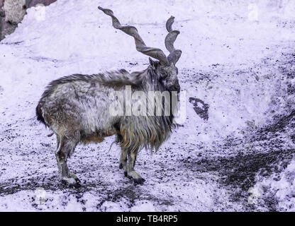 Markhor maschio (capra falconeri) con lo sfondo di neve Foto Stock