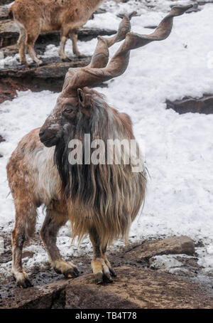 Markhor maschio (capra falconeri) con lo sfondo di neve Foto Stock